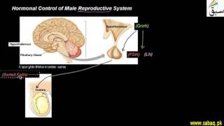 Hormonal Control of Male reproductive System