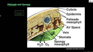 Mesophyll Tissues