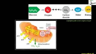 Mitochondria Convert Energy