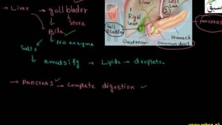 Role of Liver