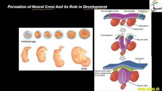 Formation of Neural Crest And its Role in Development