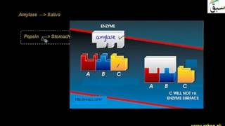 Mechanism of Enzymes