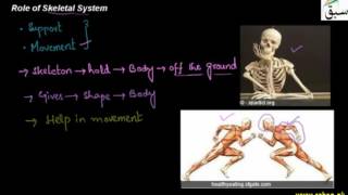 Role of Skeletal System