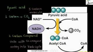 Oxidation of Pyruvic Acid and Krebs Cycle