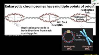 DNA Replication in Prokaryotes and Eukaryotes