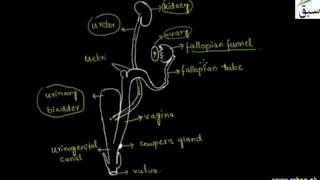 Female Reproductive System, (Rabbit)