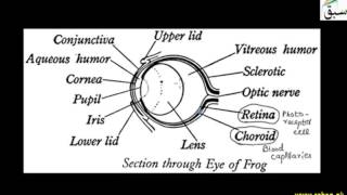 Eye