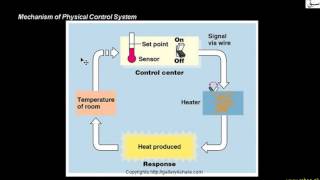 Homeostasis