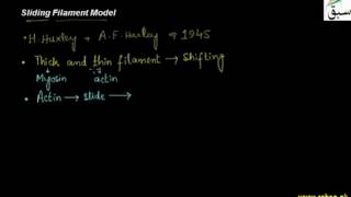 Sliding Filament Model