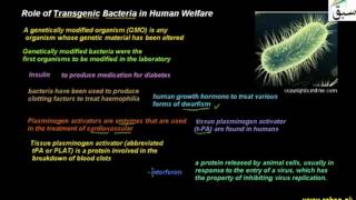 Role of Transgenic Bacteria in Human Welfare