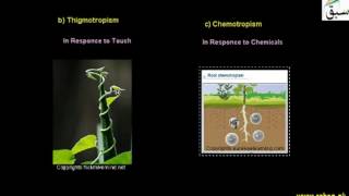 More on Tropic Movements
