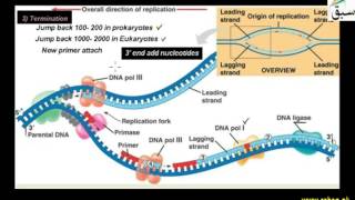 More on Mechanism of DNA Replication
