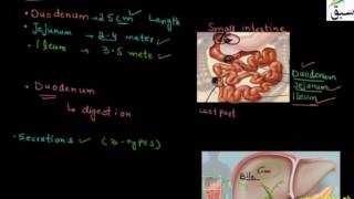Small intestine