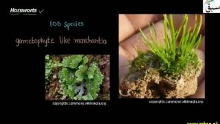 Hornworts
