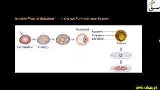 Embryonic Induction (First Experiment)