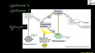 Cyclic Phosphorylation