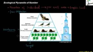 Ecological Pyramids Number