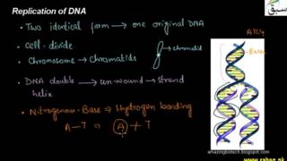 Replication of DNA