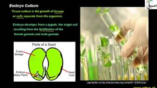 Embryo Culture
