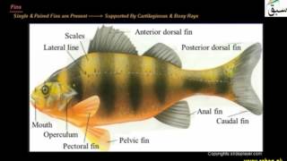 Adaptatios in Fishes to Aquatic Life
