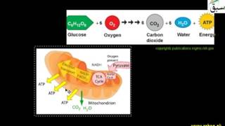 Mitochondria Convert Energy