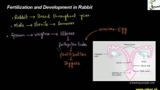Mating and Fertilization