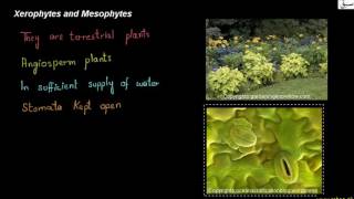 Xerophytes and Mesophytes