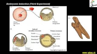 Embryonic Induction (Third Experiment)