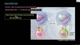 Neutrophils, Natural Killer Cells