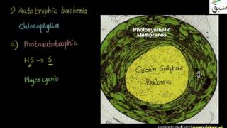 Mode of Nutrition in Bacteria