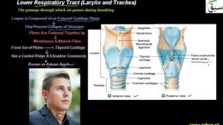 Lower Respiratory Tract (Larynx and Trachea)
