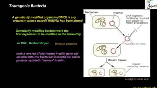Transgenic Bacteria
