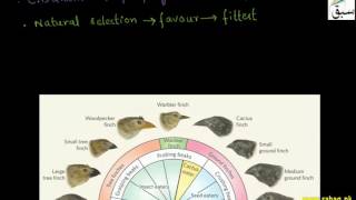 Variations Lead to Evolution