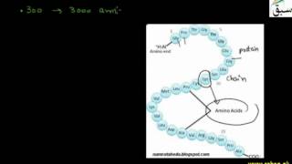 Amino Acids to Protiens