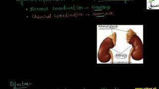 Coordinators and Effectors, Response