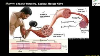 More on Skeletal Muscles , Skeletal Muscle Fibre