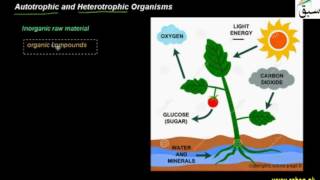 Autotrophic and Heterotrophic Organisms