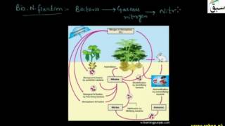 The Nitrogen Cycle