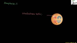 Metaphase I, Anaphase I and Telophase I