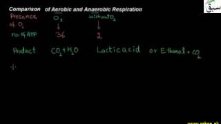 Comparasion of Aerobic and Anaerobic Respiration