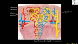 Blood Circulation to Nephron