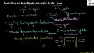 Controlling the Actin-Myosin Interaction by Ca++ ions