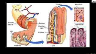 Functions of Lymphatic System