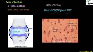 Cartilages