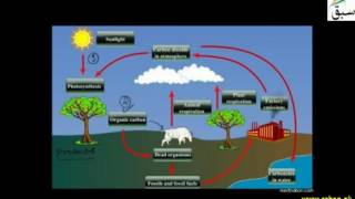 Biogeochemical Cycles, Carbon Cycle