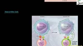 Neutrophils, Natural Killer Cells