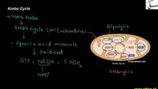 Krebs cycle
