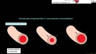 Arterioles