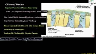 Cilia and Mucus
