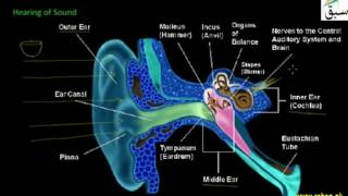 Hearing of Sound